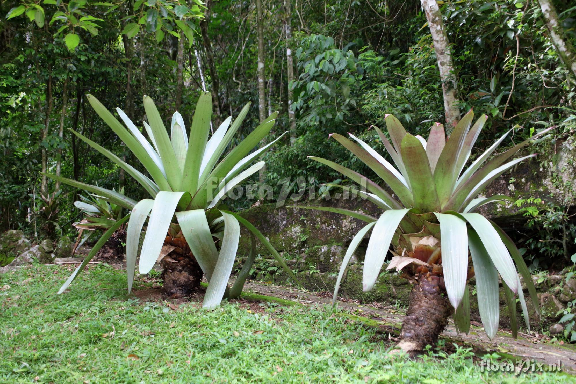 Alcantarea imperialis