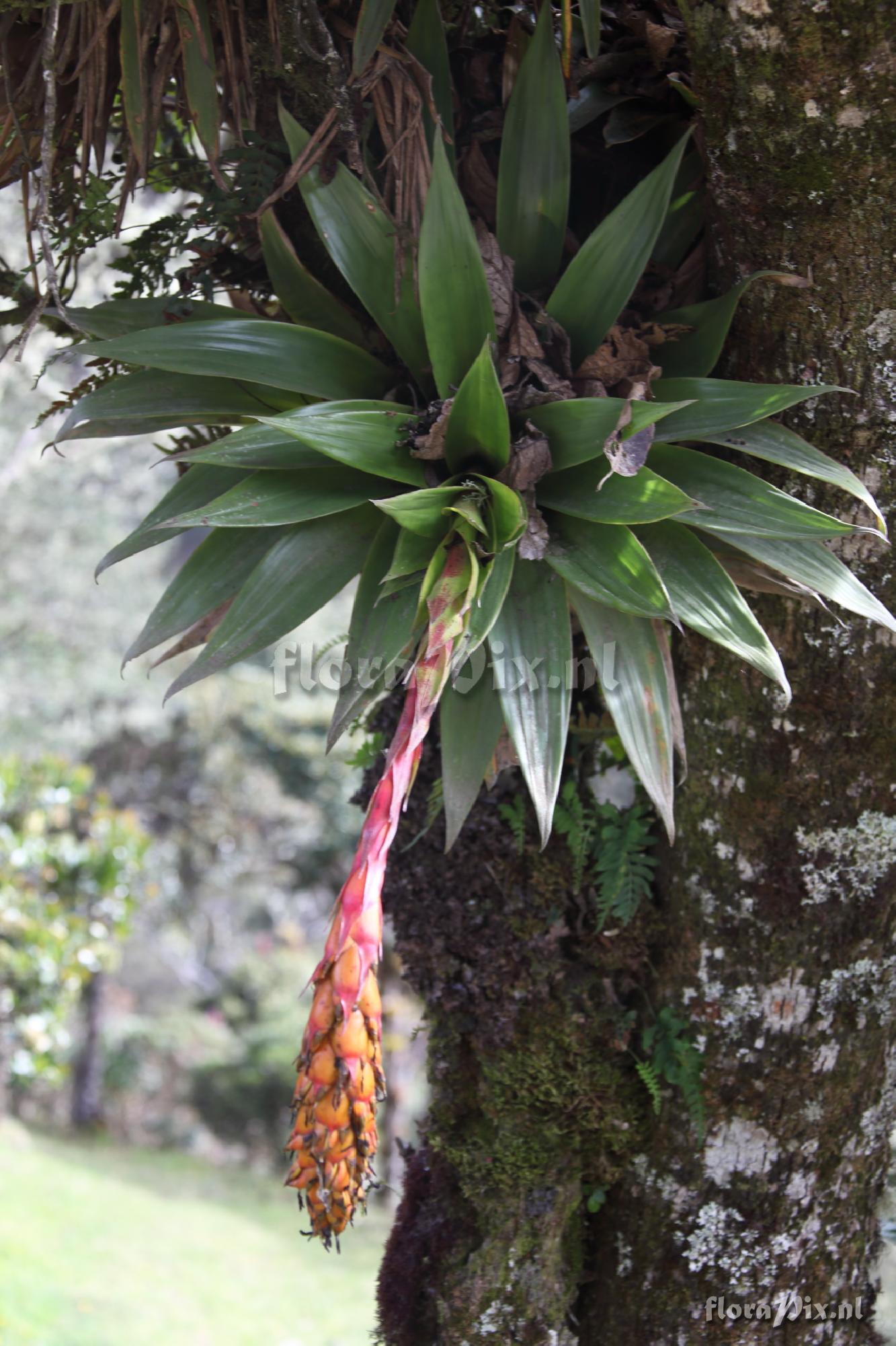 Guzmania ?