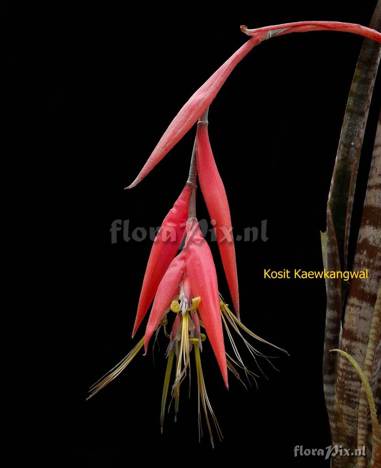 Billbergia meyeri