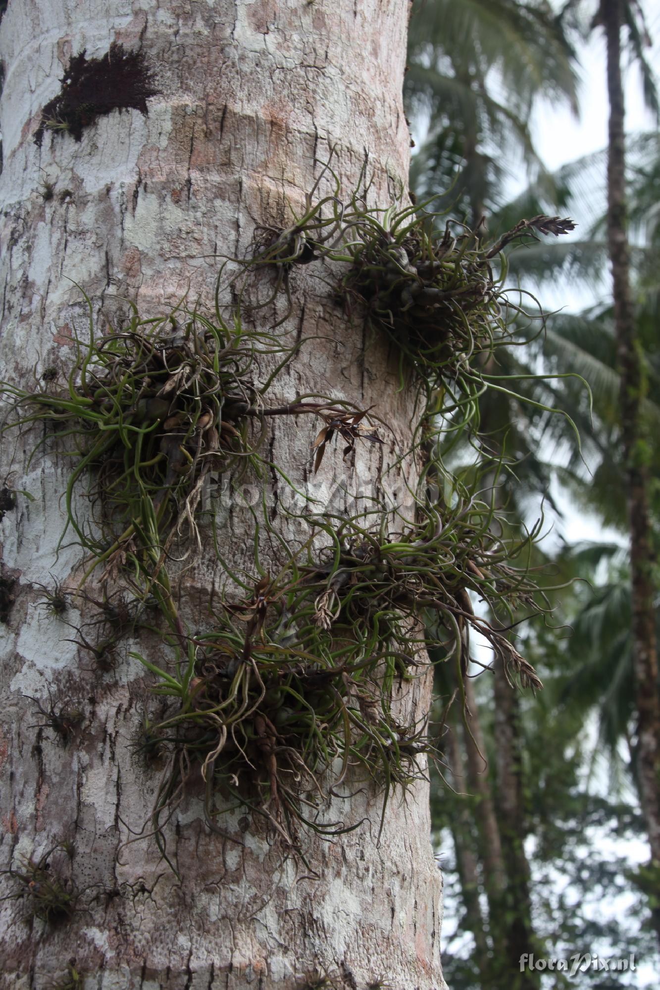 Tillandsia bulbosa