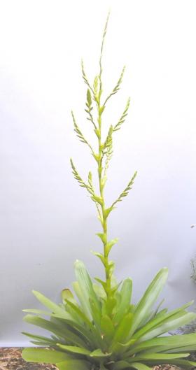 Vriesea morrenii as Tillandsia segregata