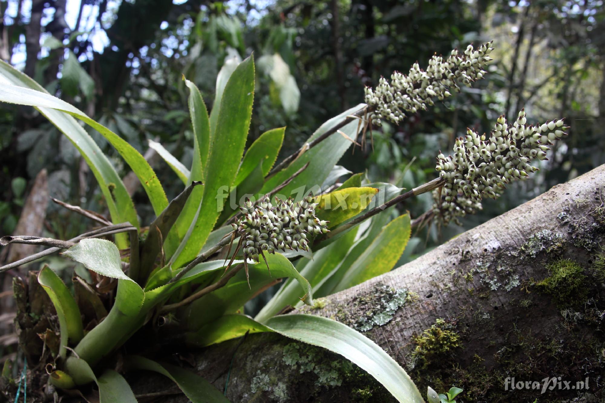 Aechmea angustifolia