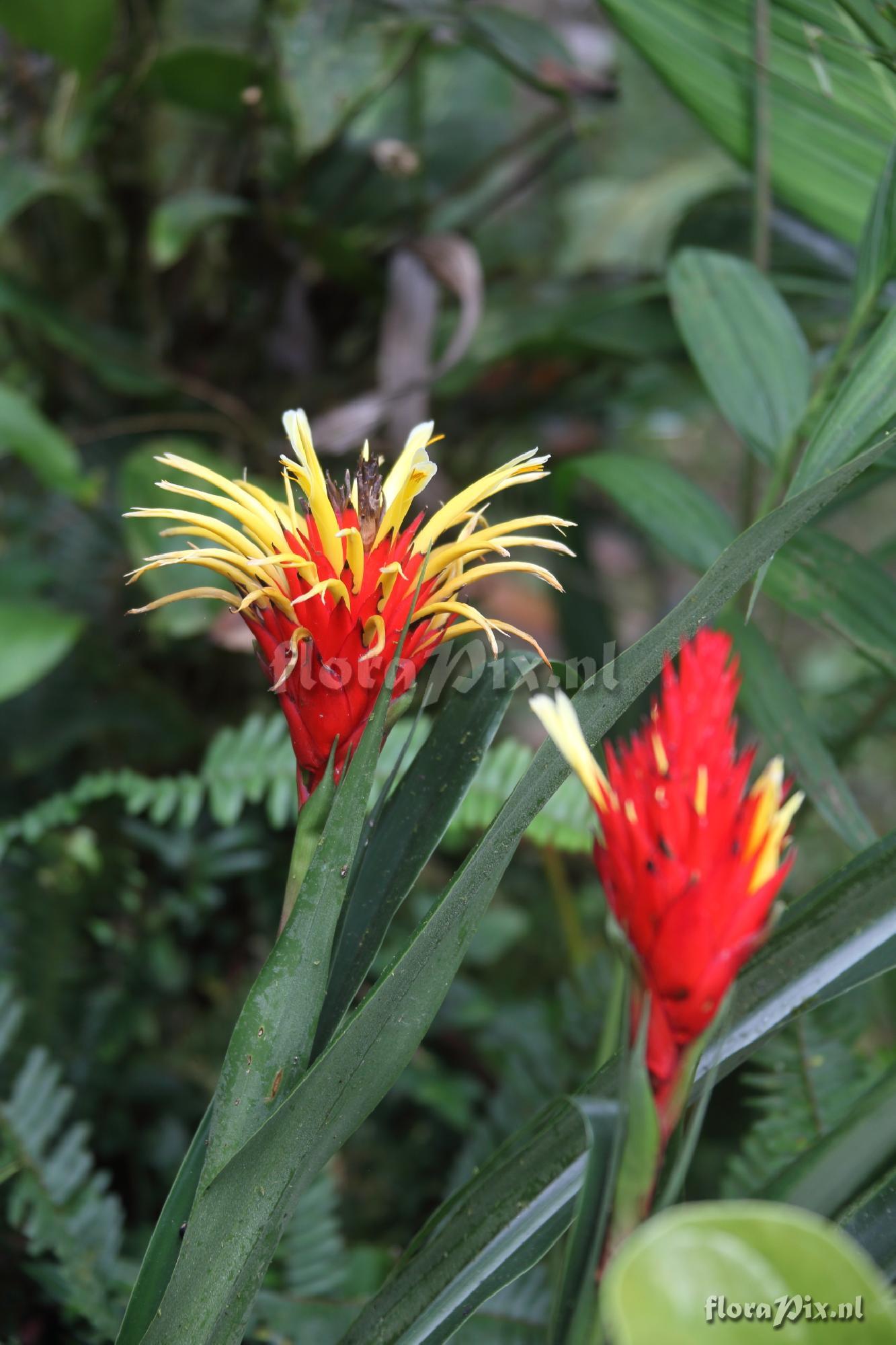 Pitcairnia croatii