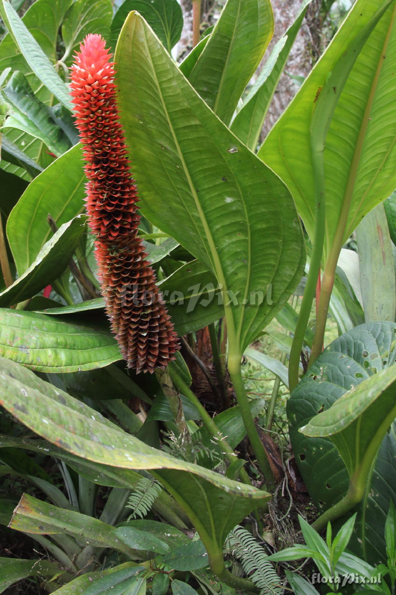 Aechmea veitchii