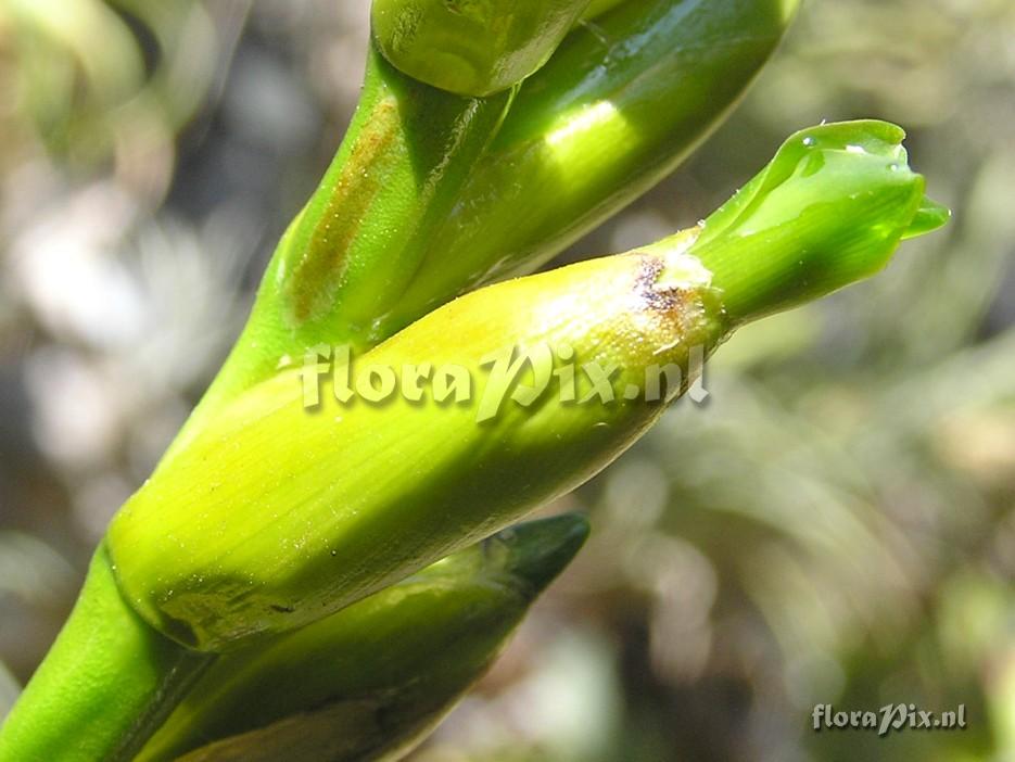 Vriesea morrenii as Tillandsia segregata