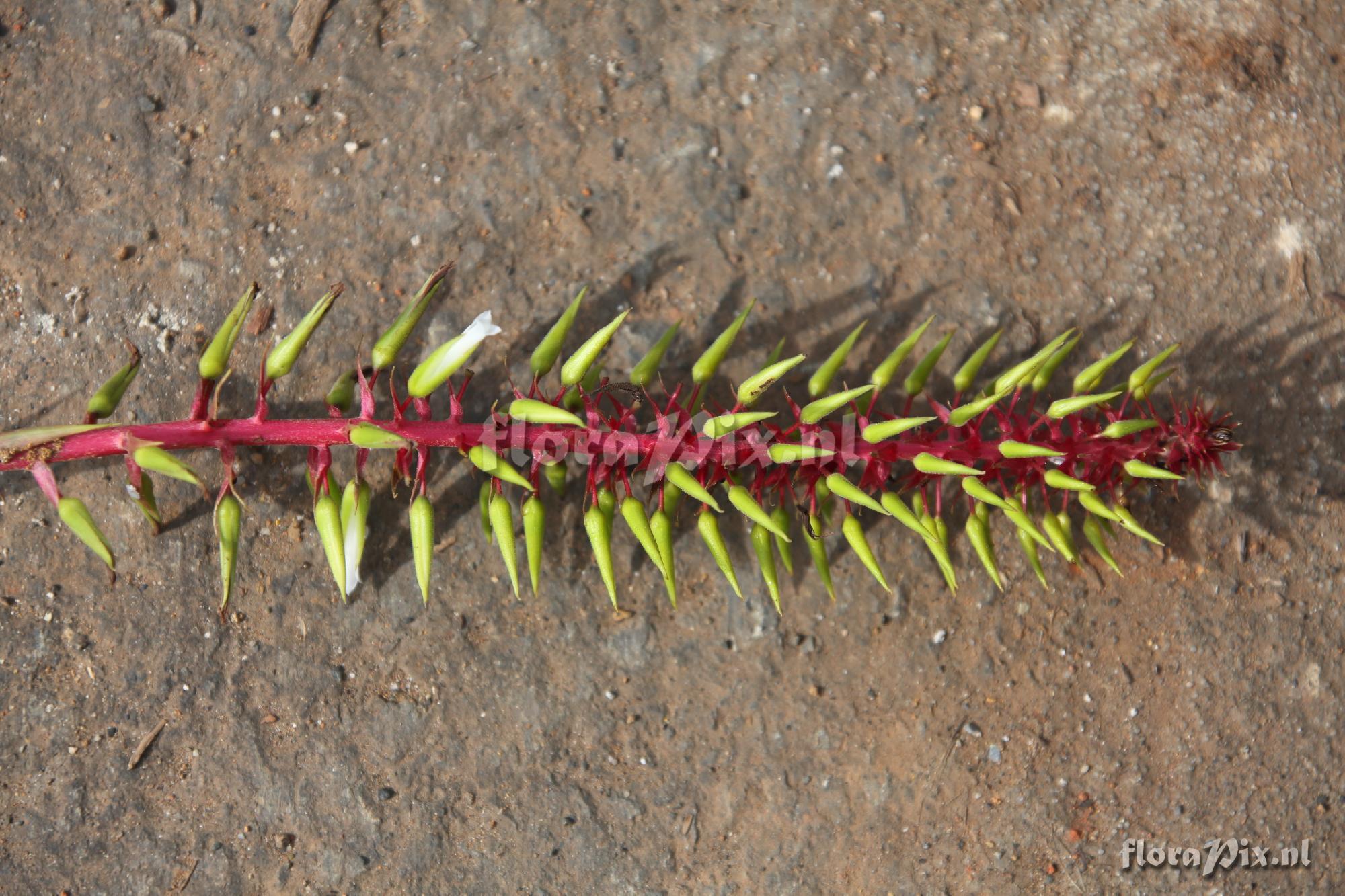 Pitcairnia multiflora