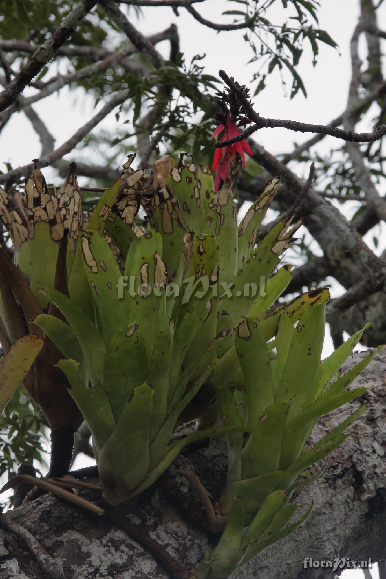 Aechmea sp.