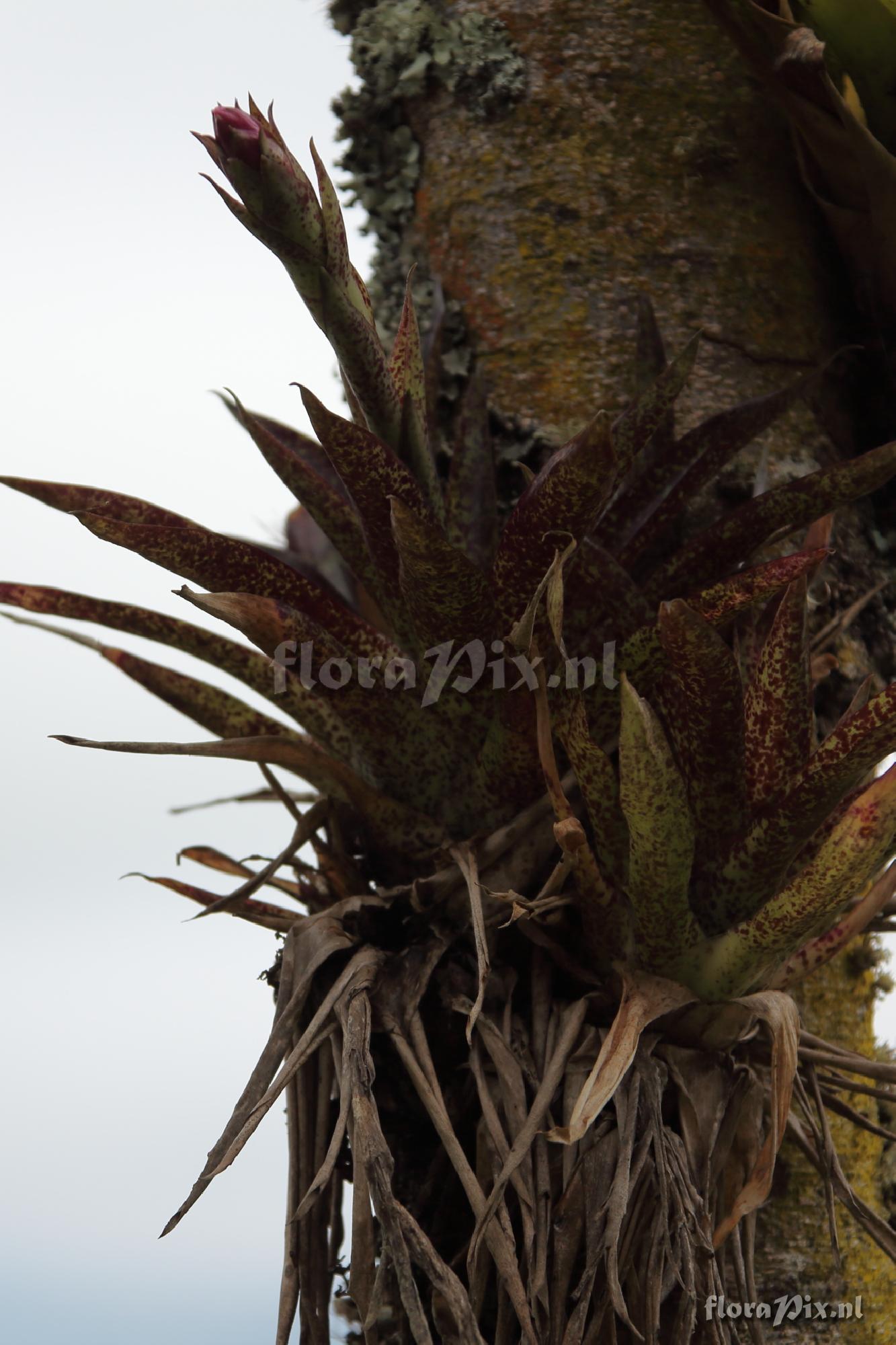 Tillandsia biflora