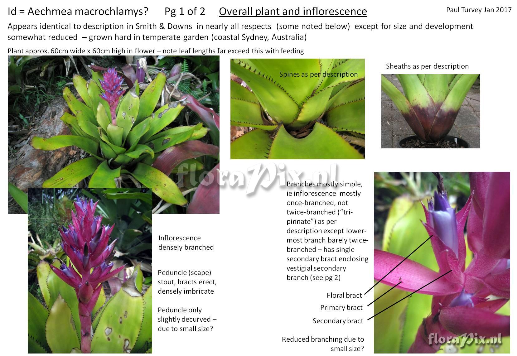 Aechmea macrochlamys