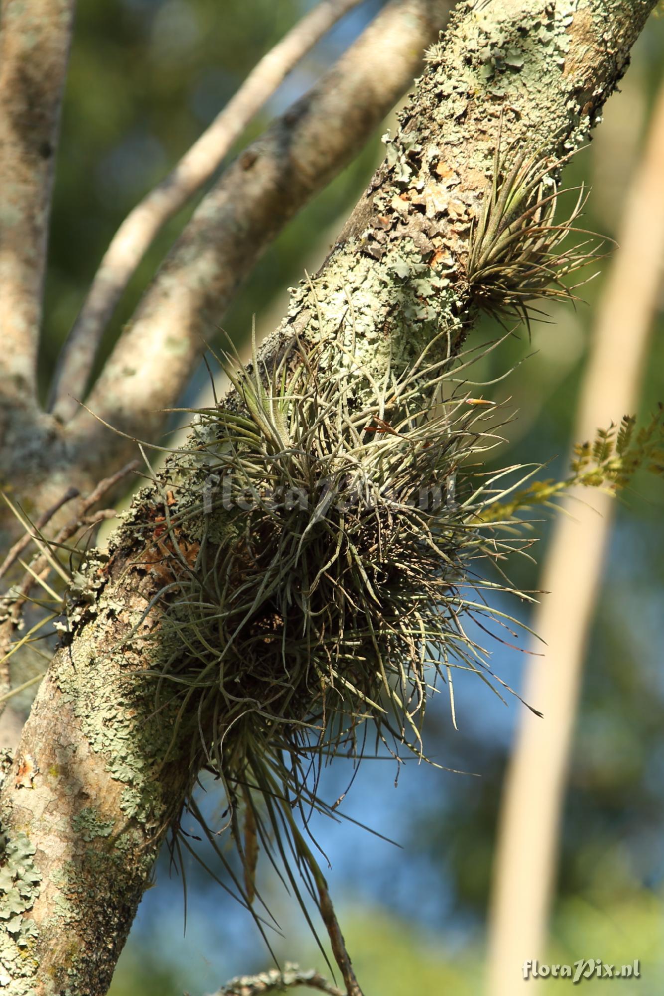 Tillandsia schiedeana