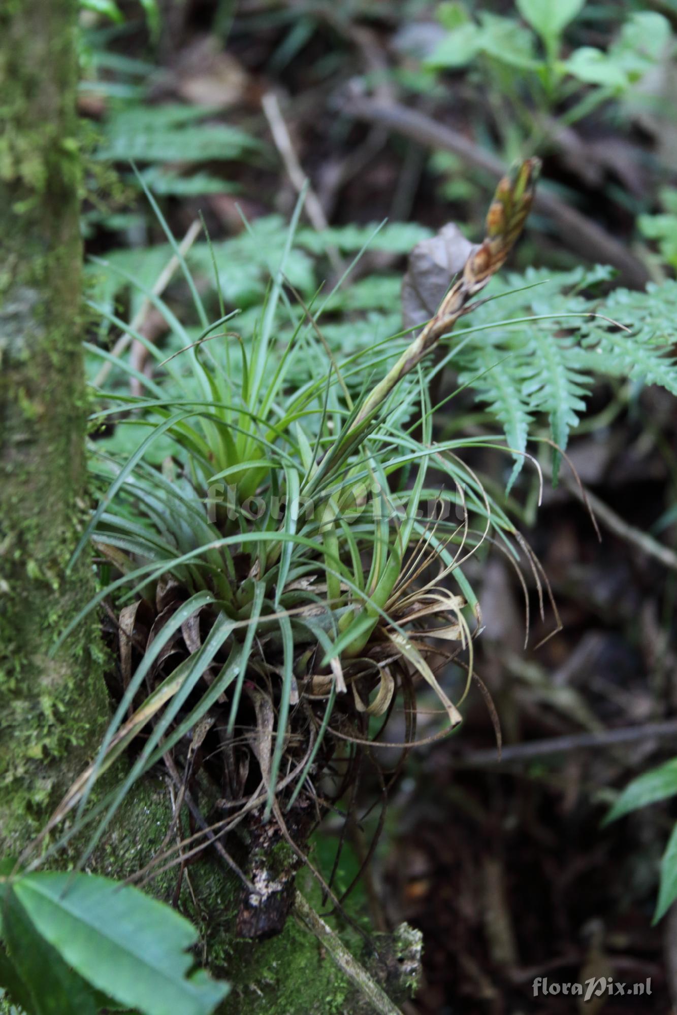 Tillandsia 