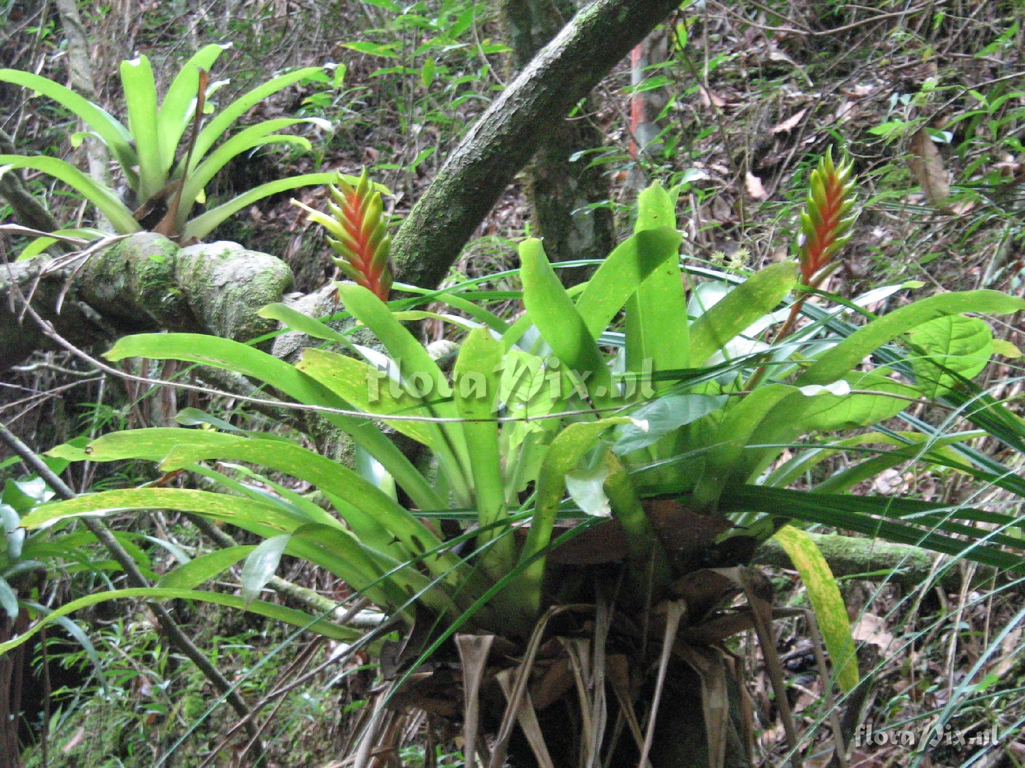 Vriesea duvaliana