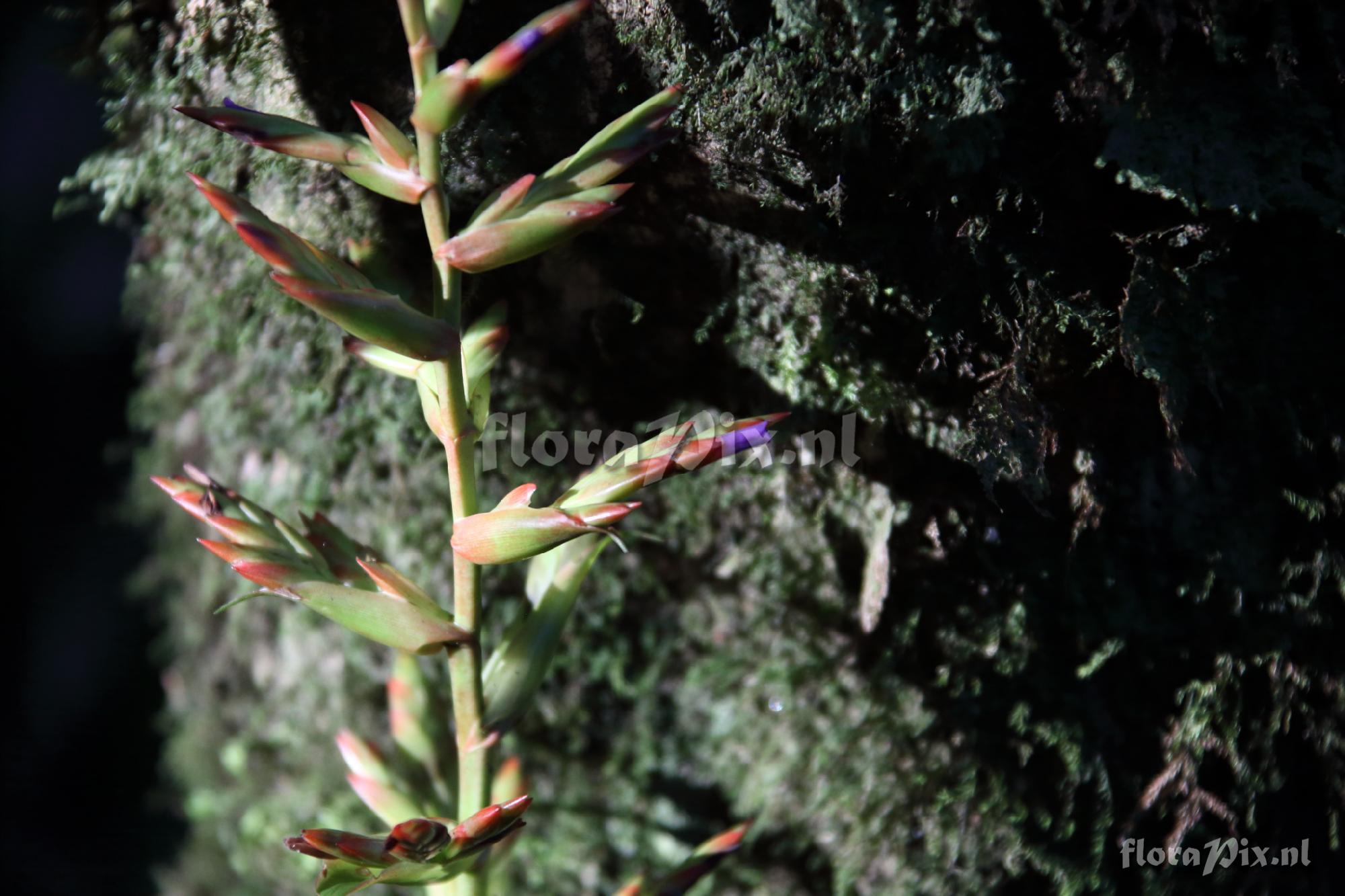 Tillandsia guatemalensis