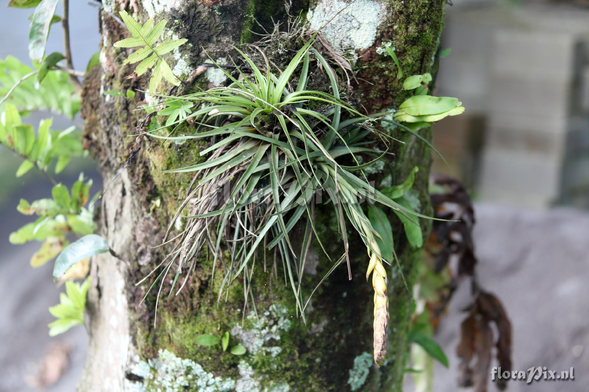 Tillandsia 