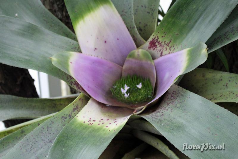 Neoregelia coriacea