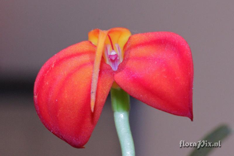 Masdevallia ignea