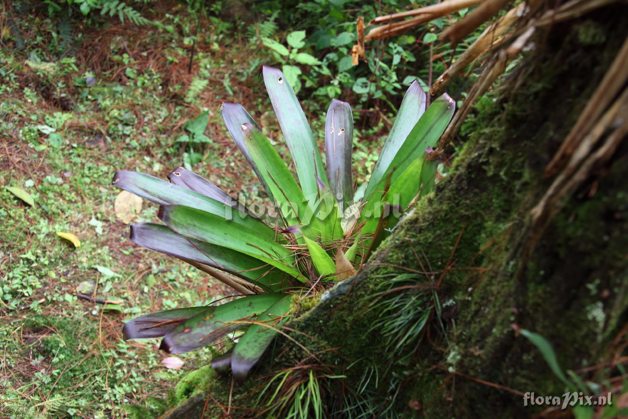 Werauhia ?