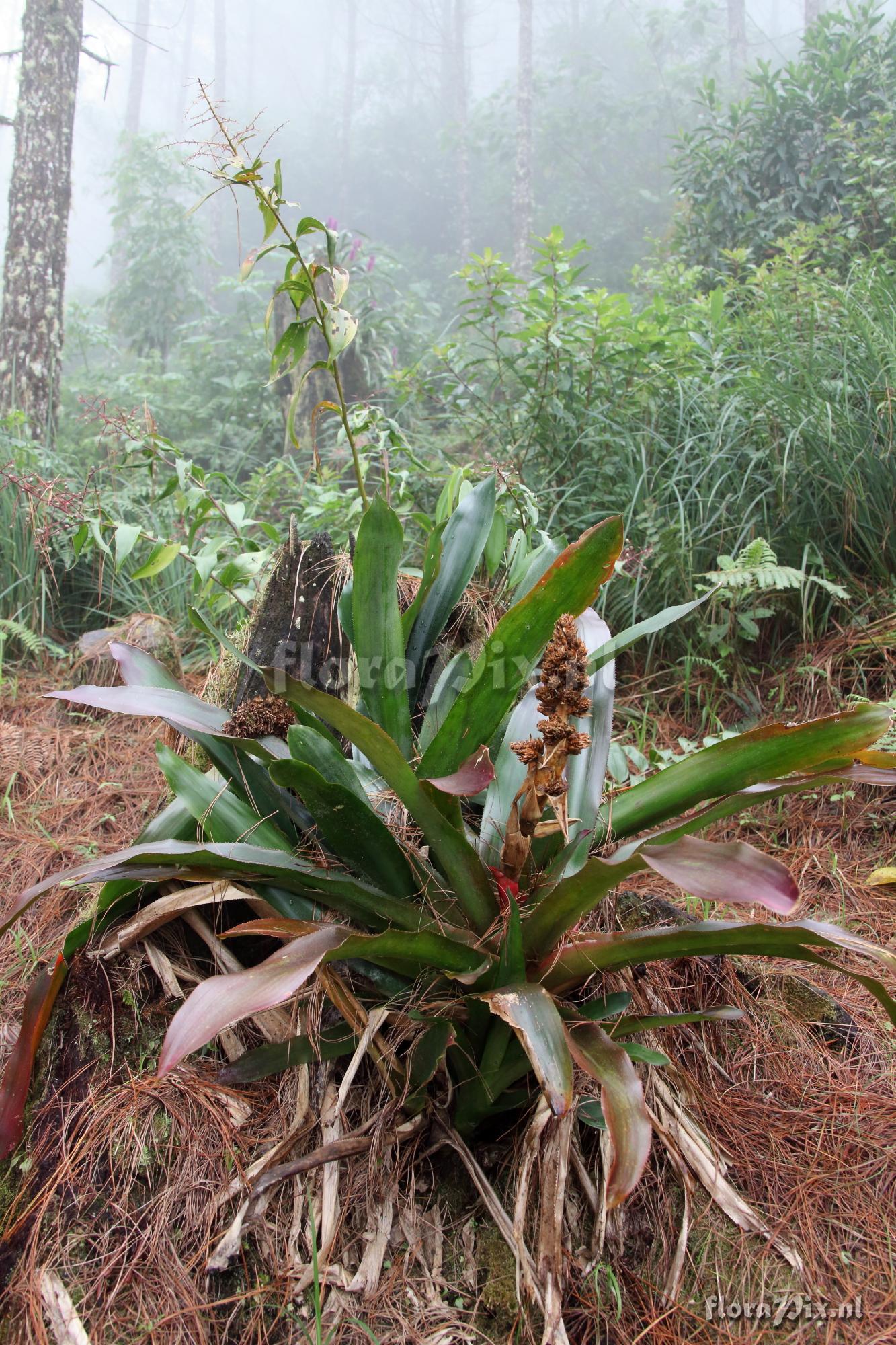 Hohenbergiopsis guatemalensis