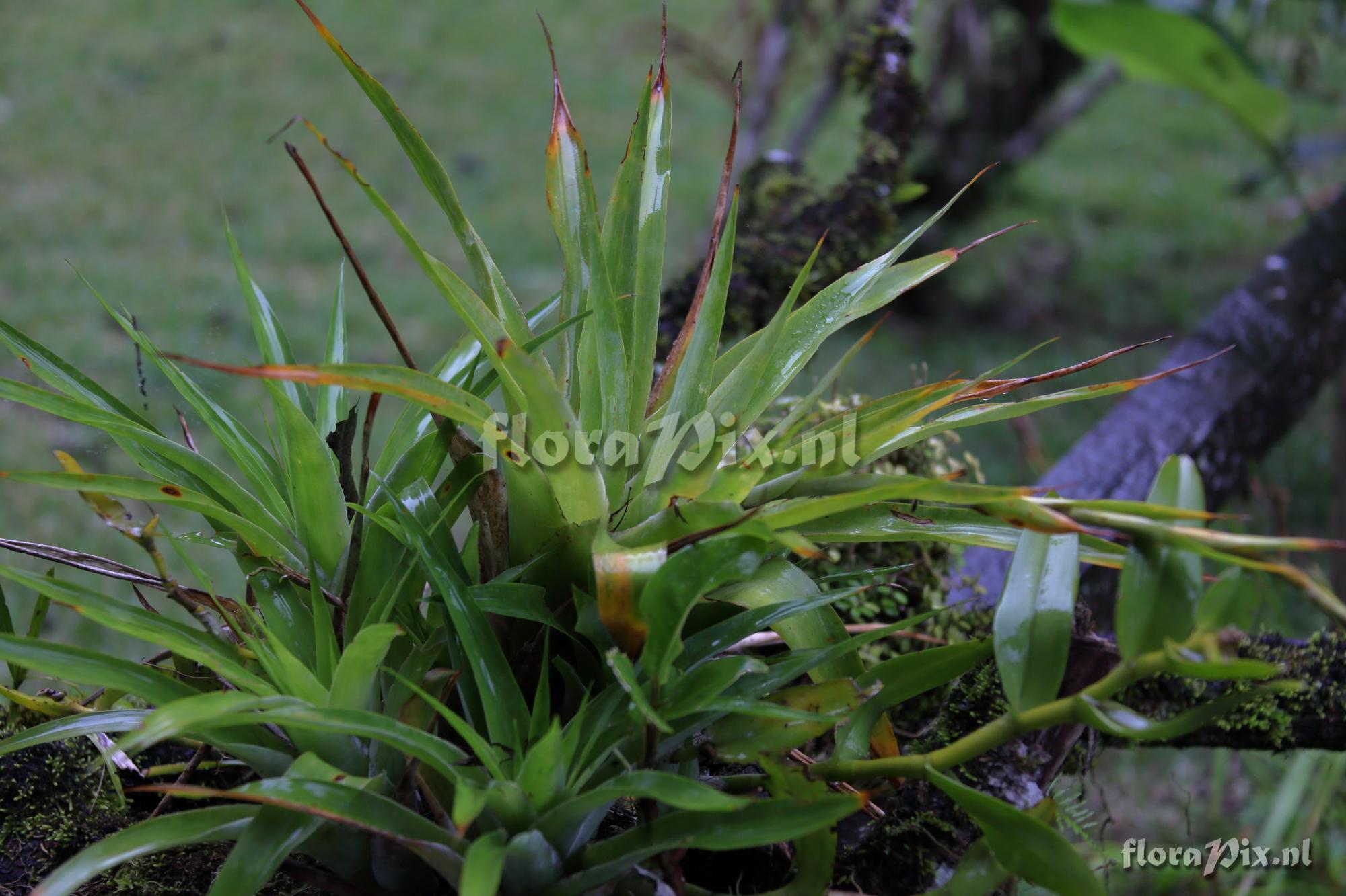 Catopsis cf. paniculata