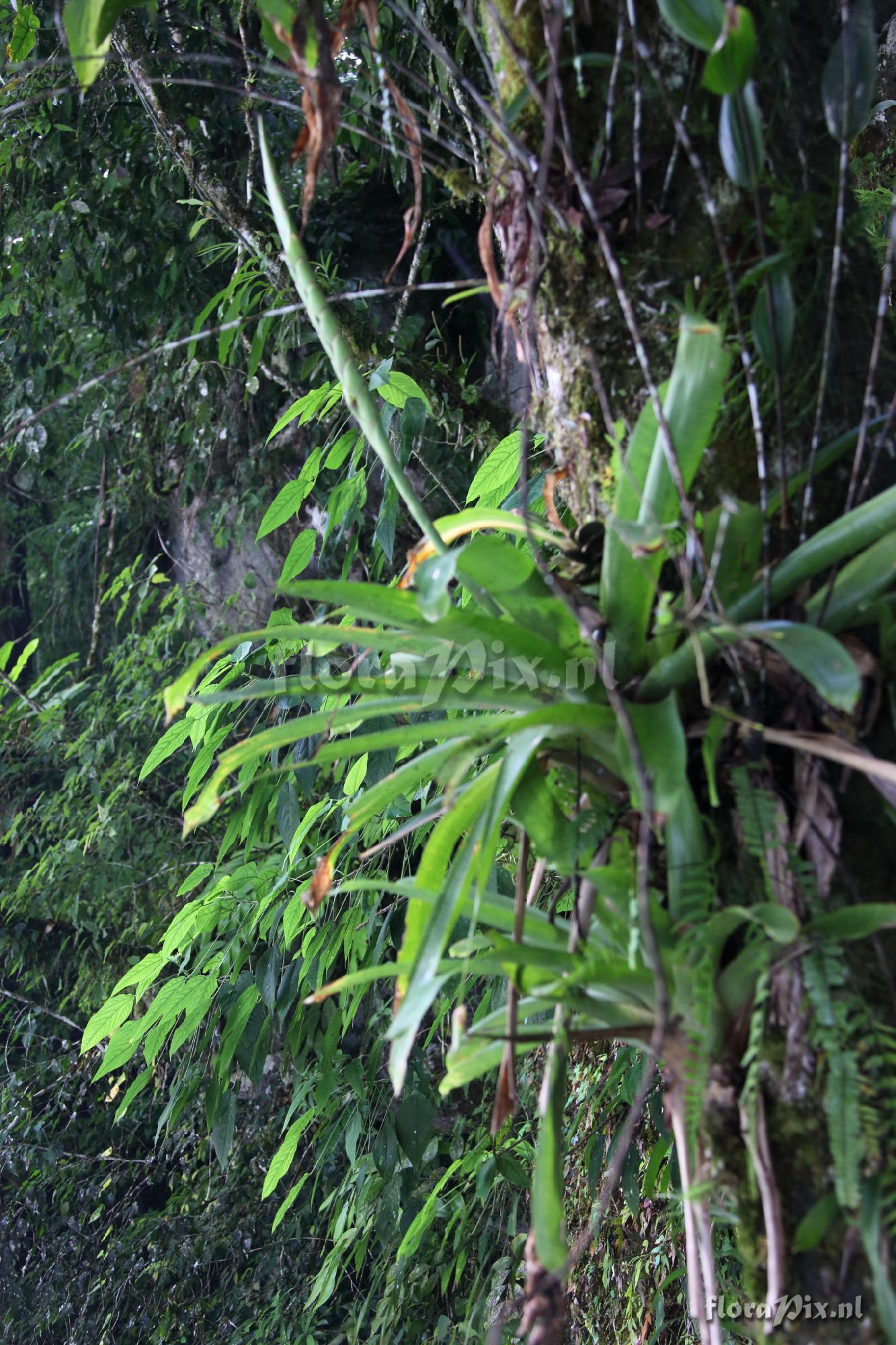 Werauhia gladioliflora