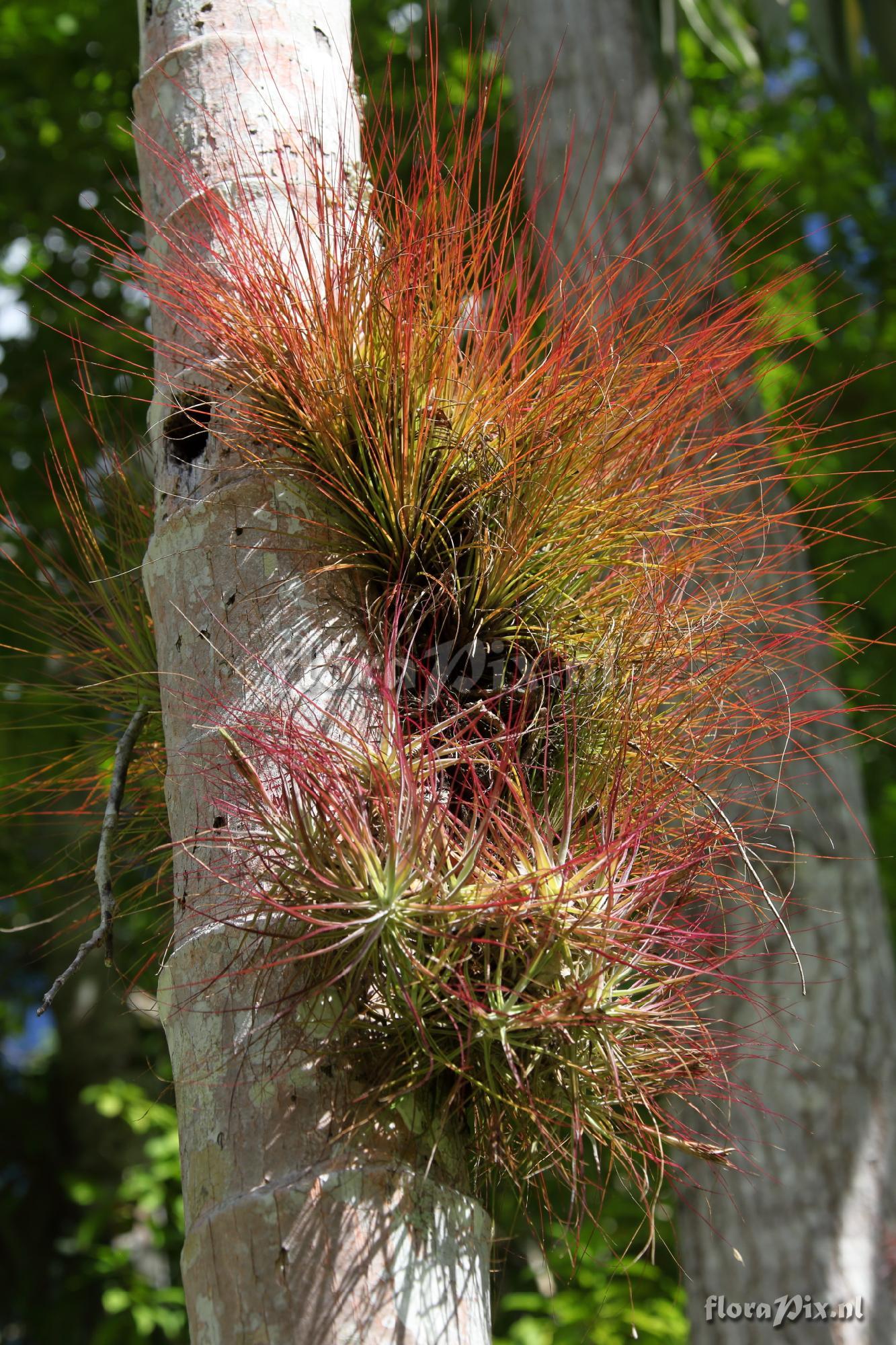 Tillandsia juncea