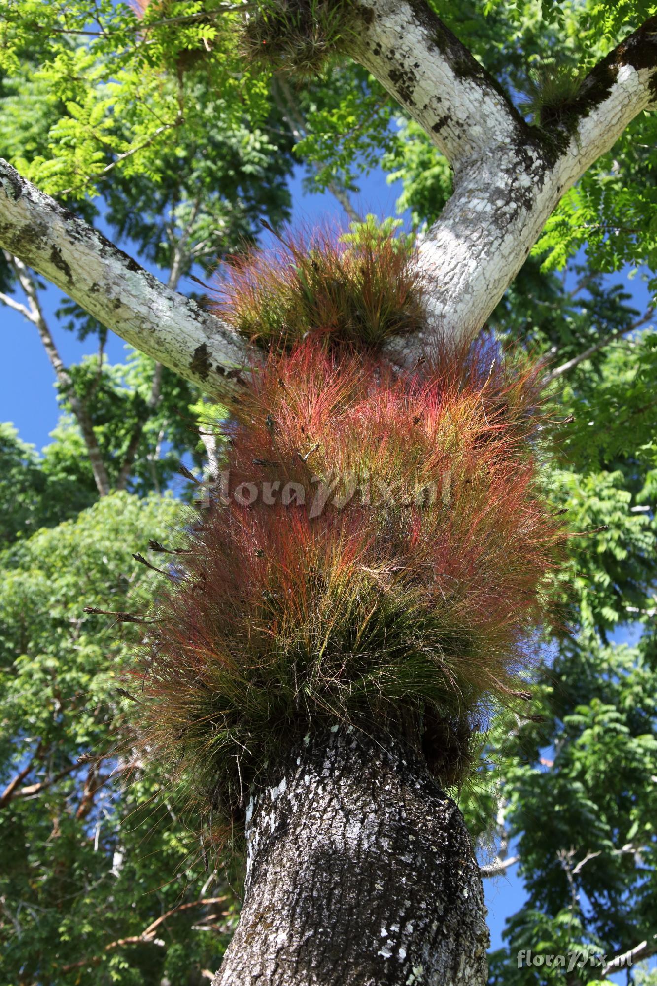 Tillandsia juncea