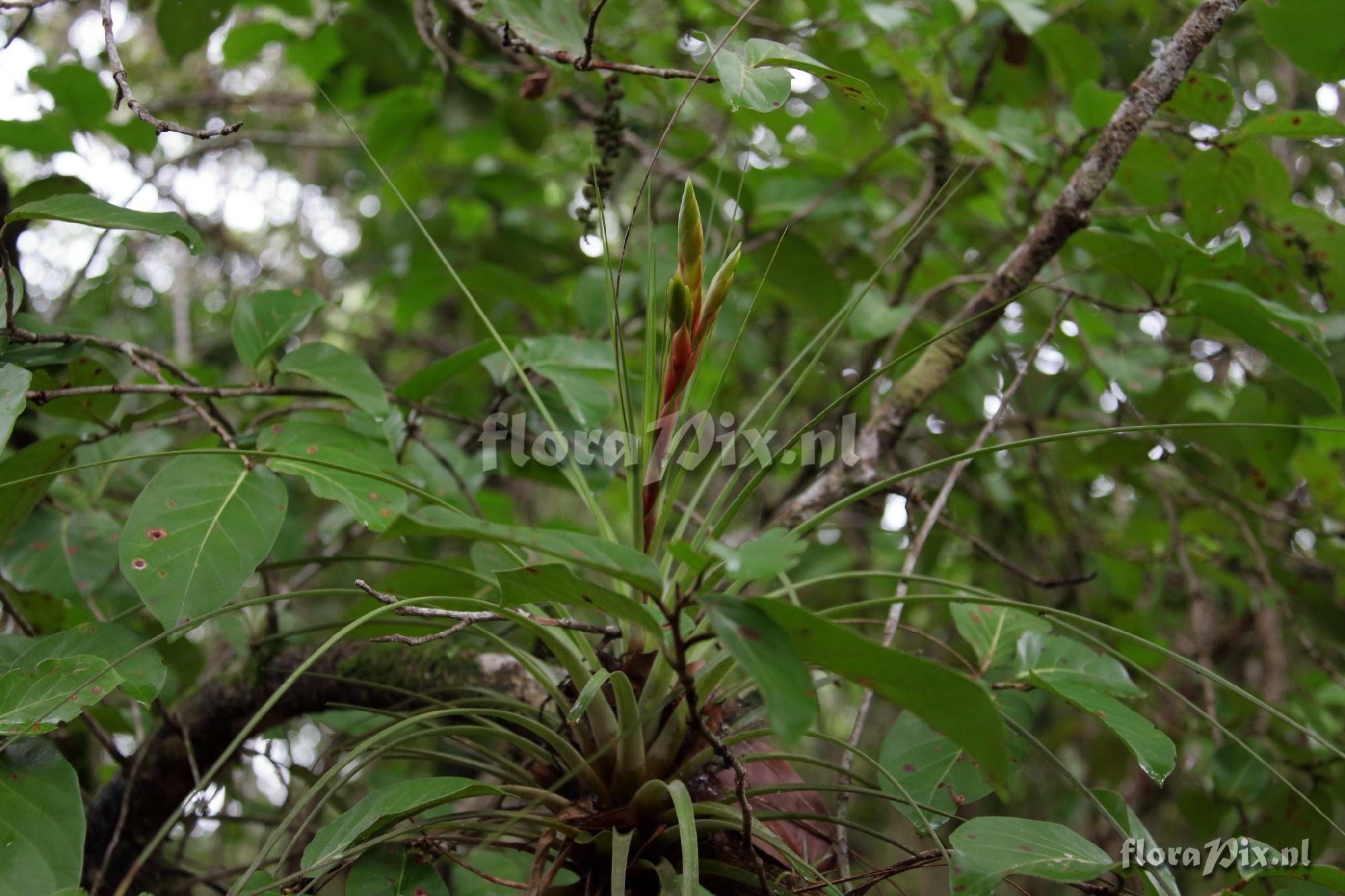 Tillandsia tricolor