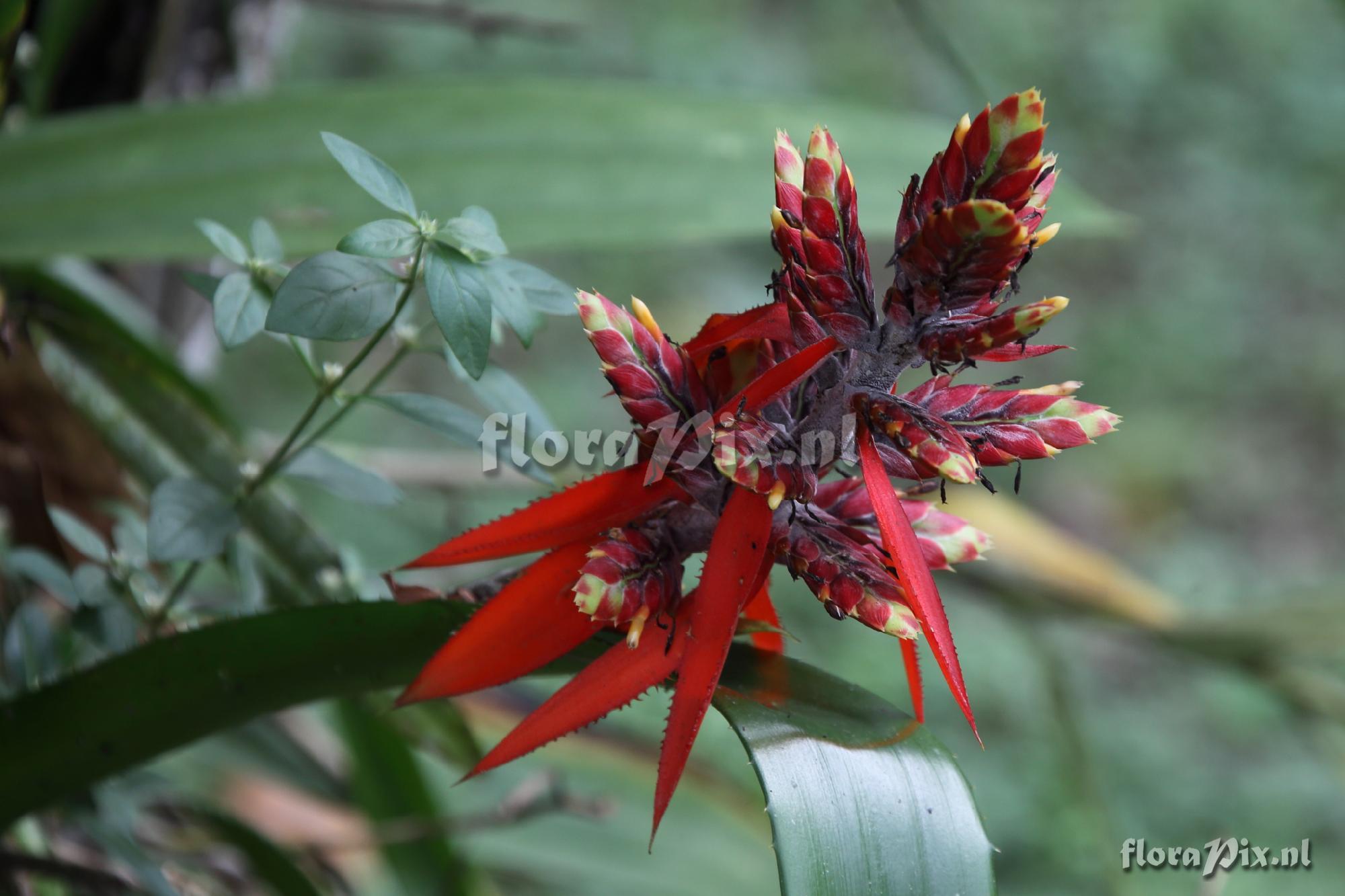 Aechmea tillandsioides