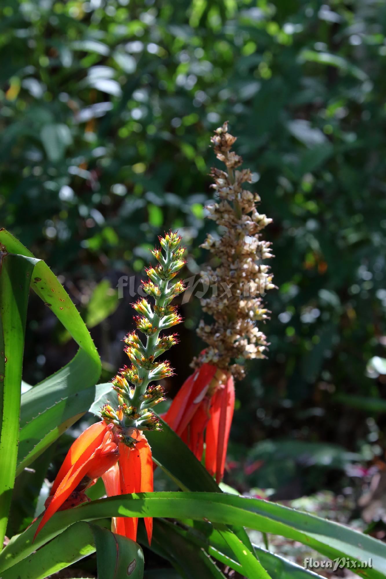 Aechmea mertensii