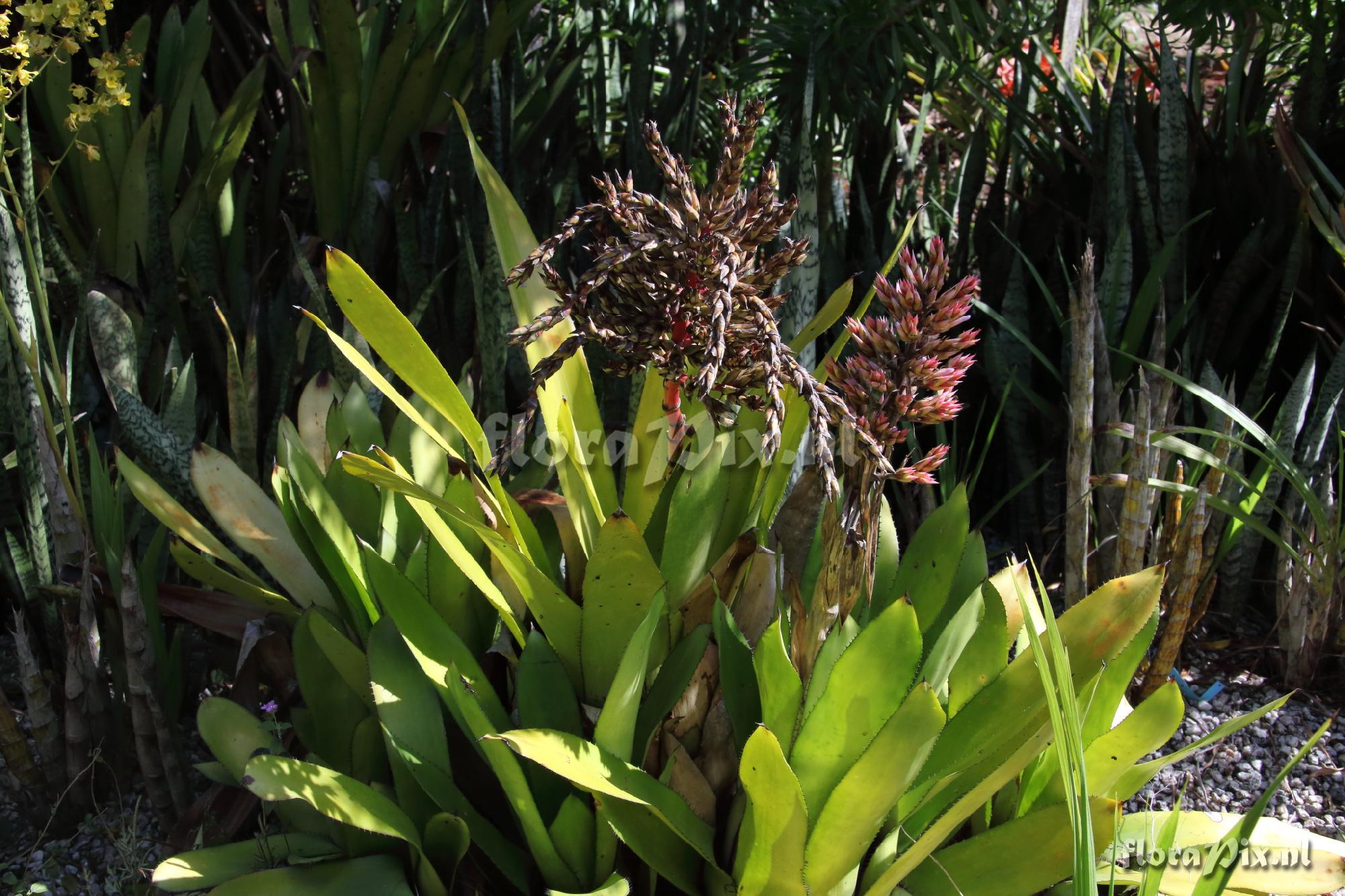 Aechmea polyantha