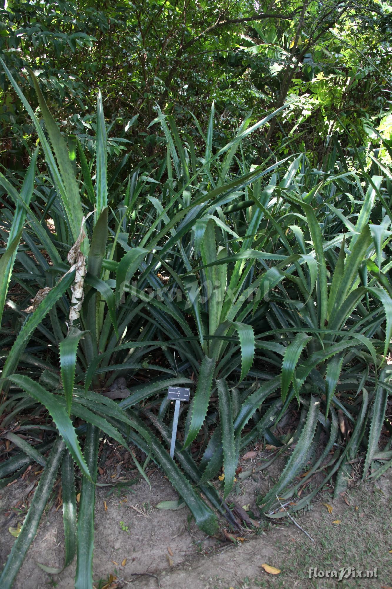 Bromelia alta