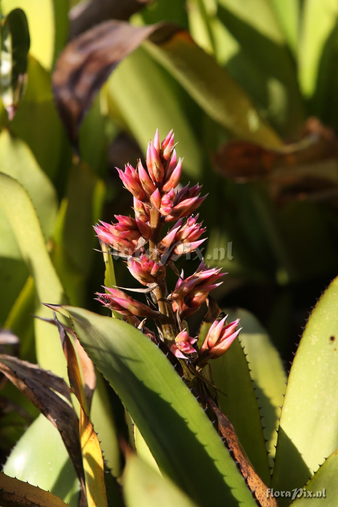 Aechmea polyantha