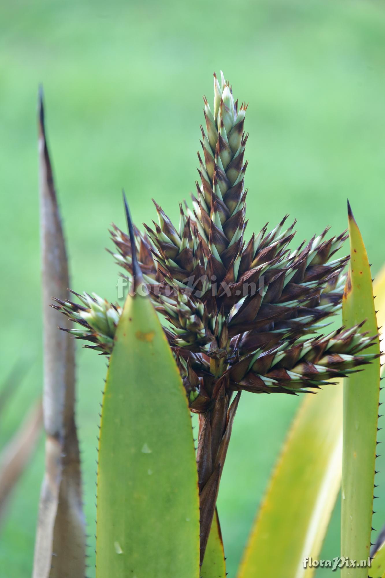 Aechmea sp.