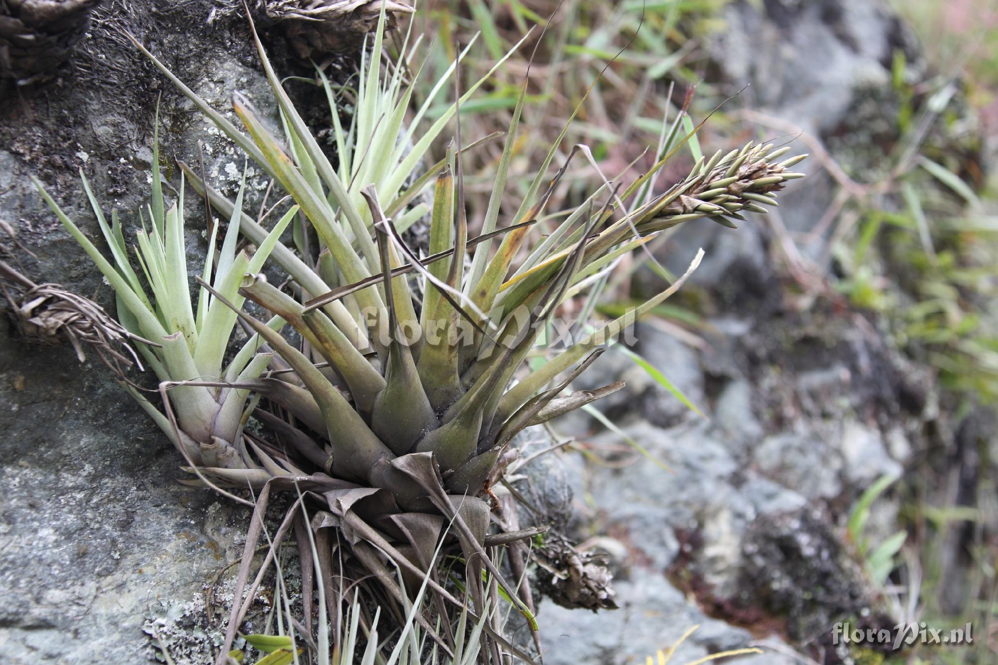 Tillandsia myriantha