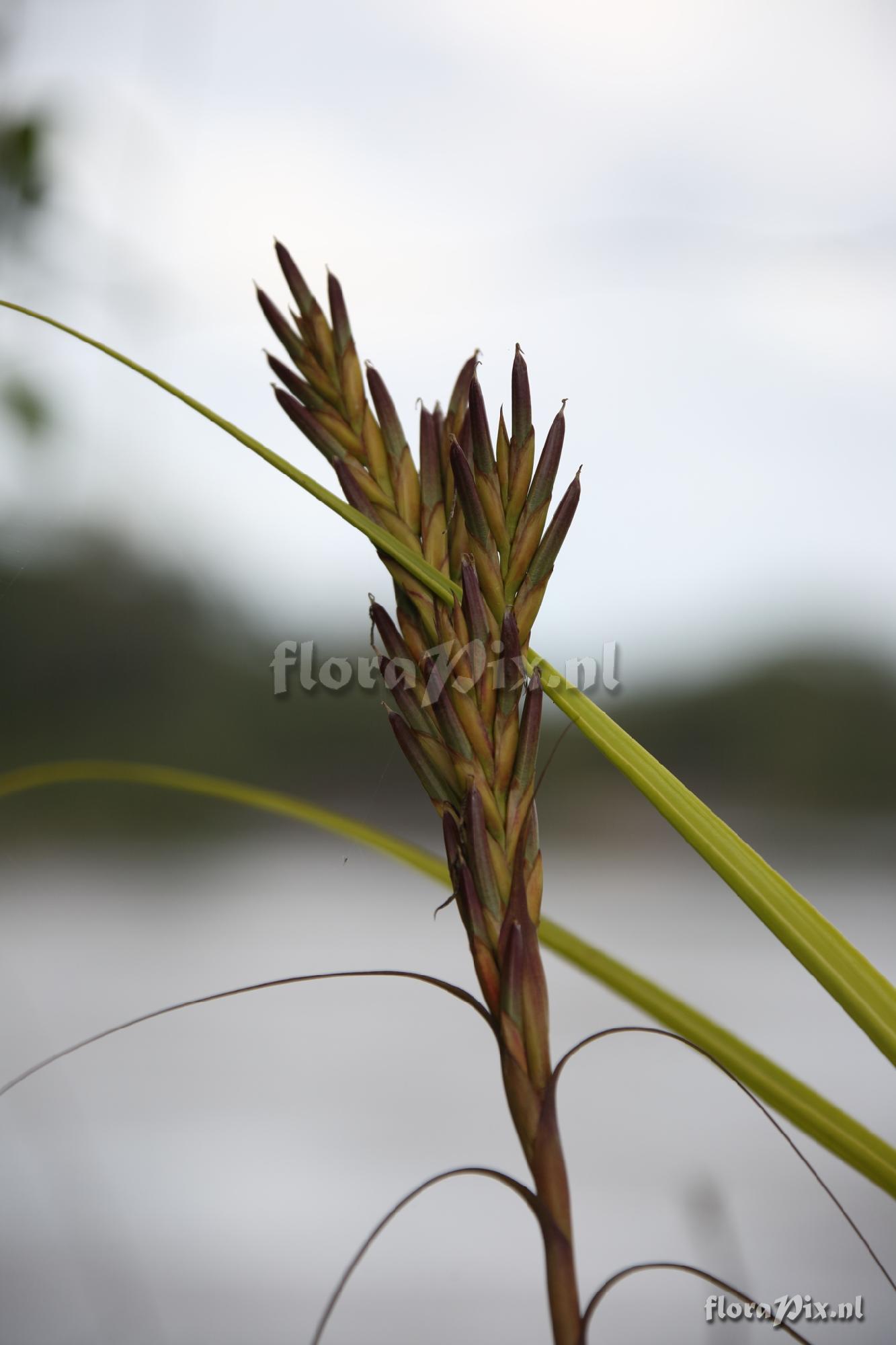 Tillandsia balbisiana