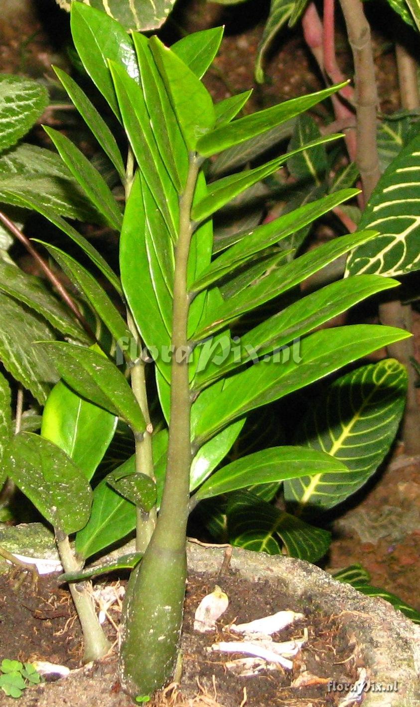 Zamioculcas sp. Araceae