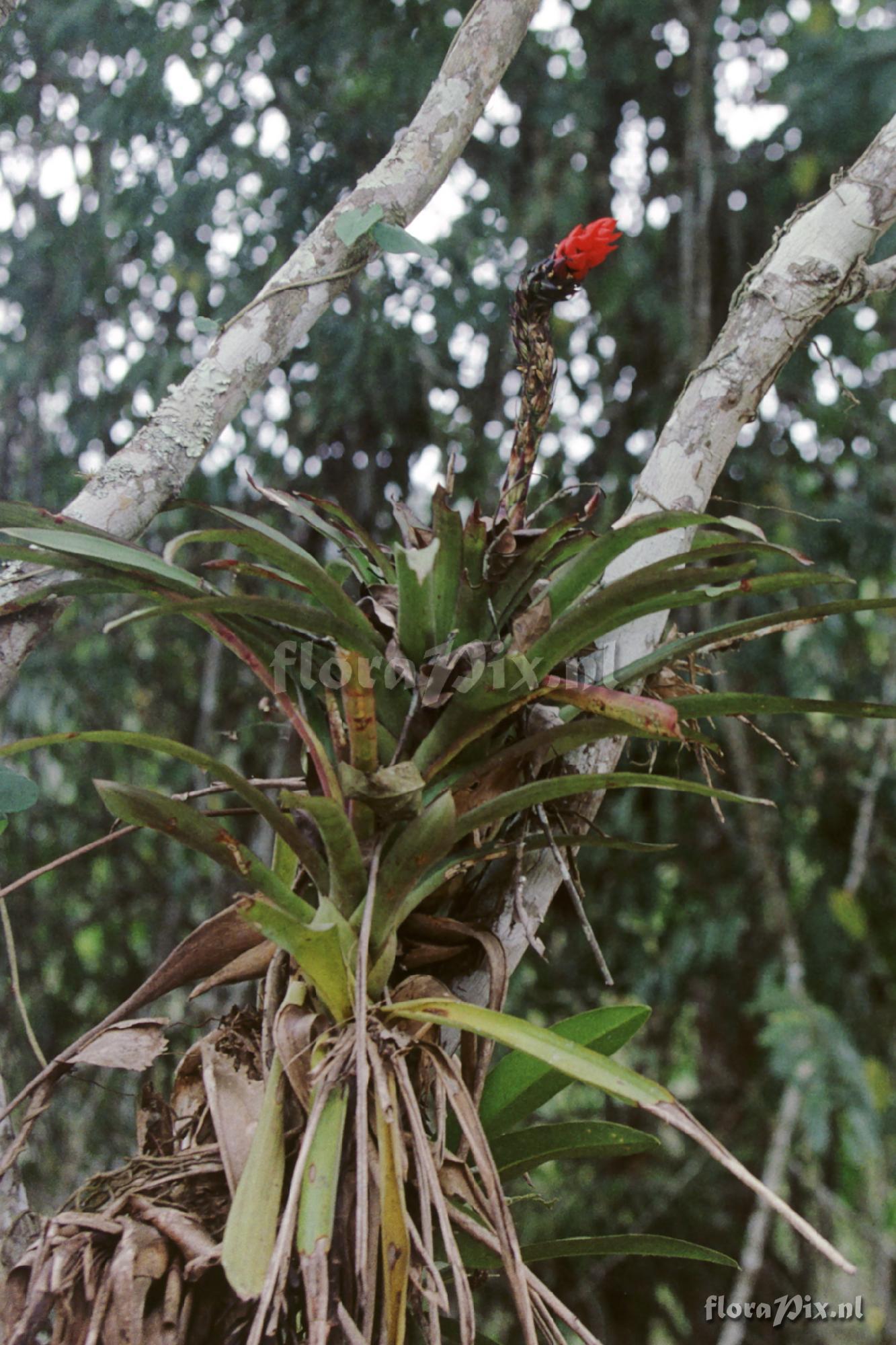 Guzmania monostachia