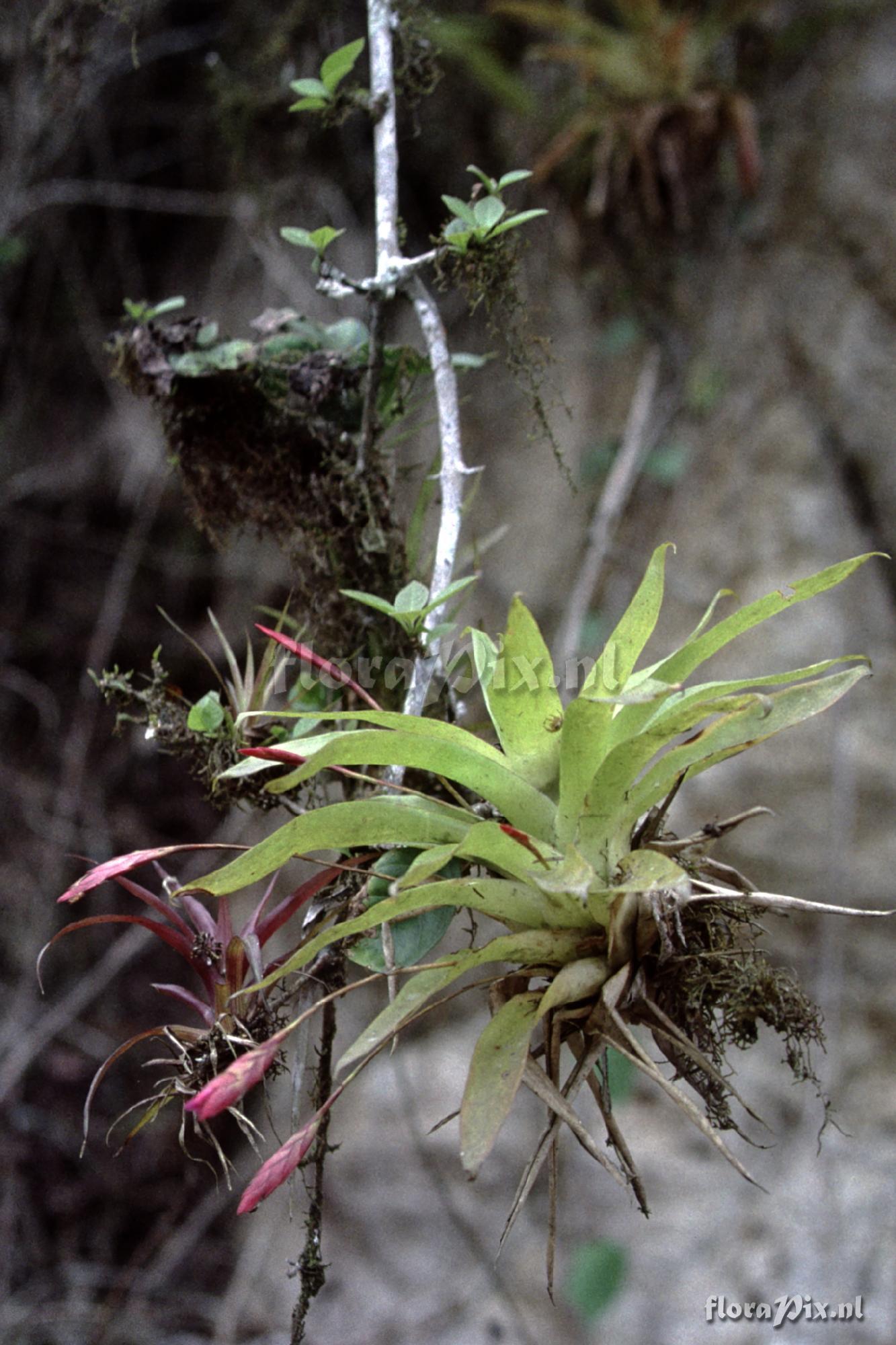 Tillandsia complanata