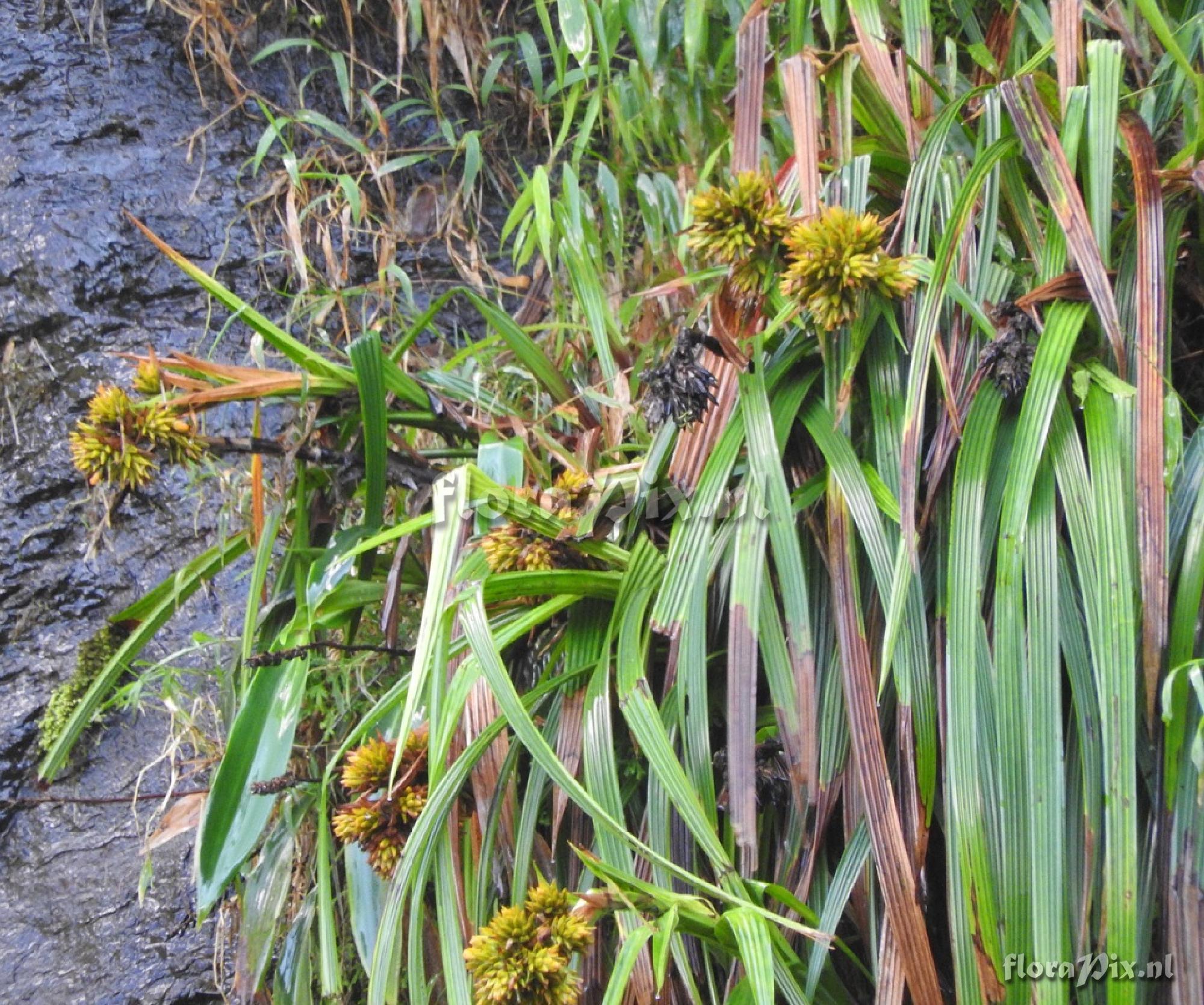 Guzmania sp.