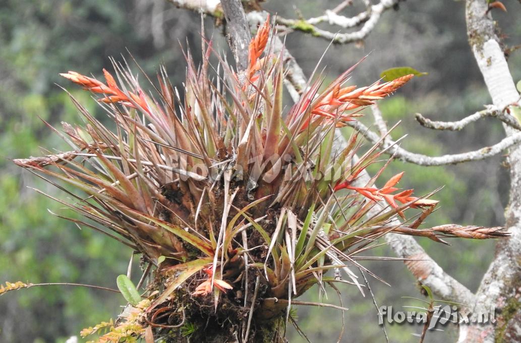 Tillandsia sp.