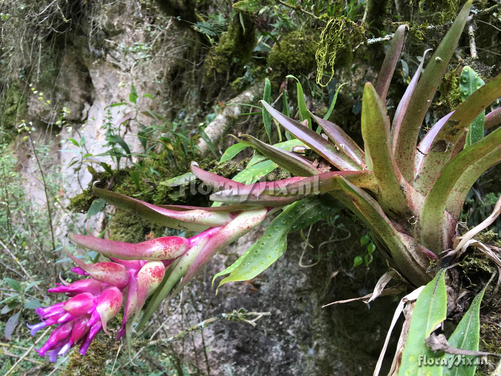 Tillandsia biflora