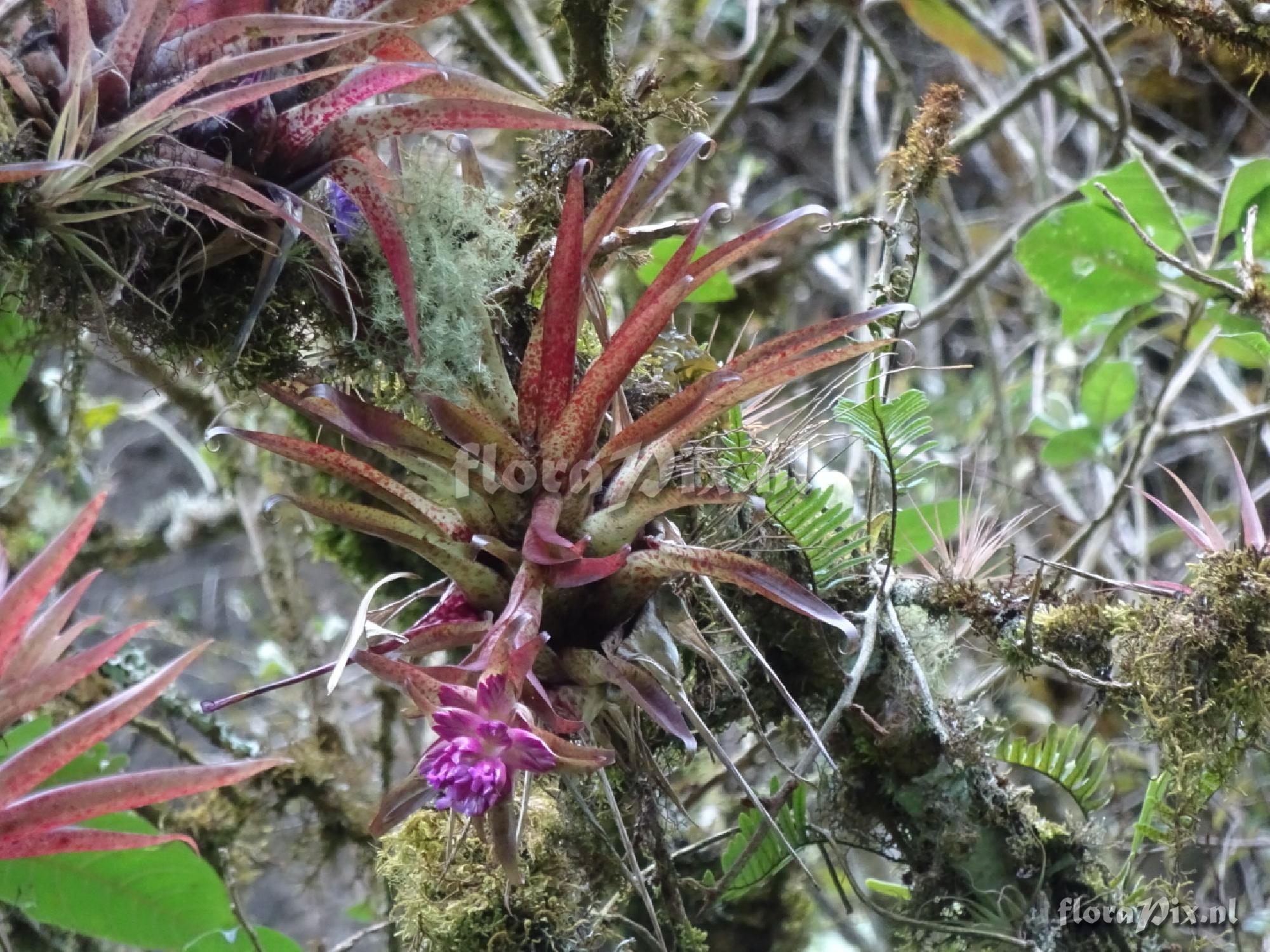 Tillandsia biflora