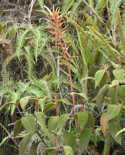 Pitcairnia basincurva