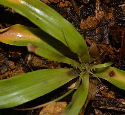 Pitcairnia basincurva