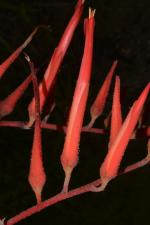 Pitcairnia arida