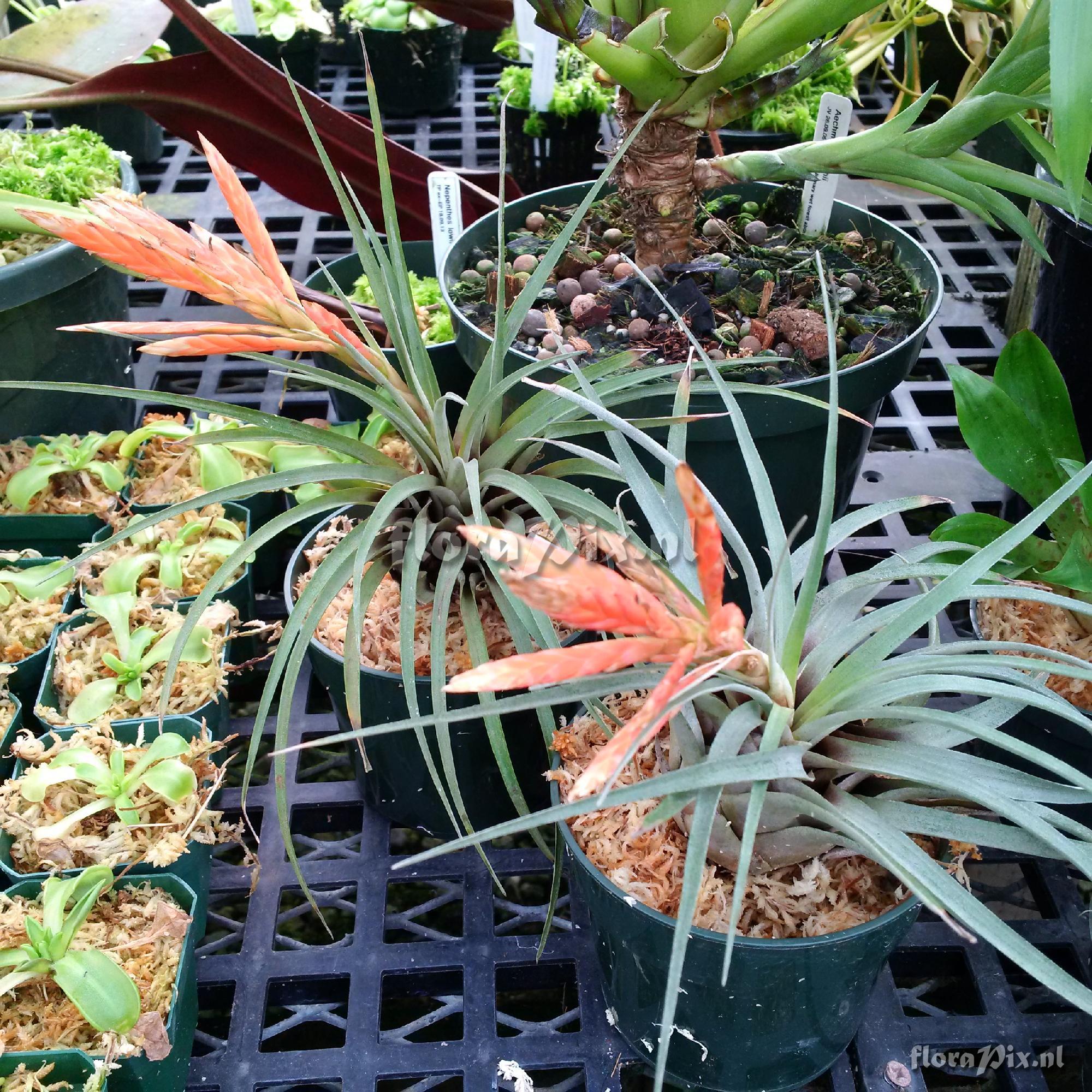 Tillandsia sp.