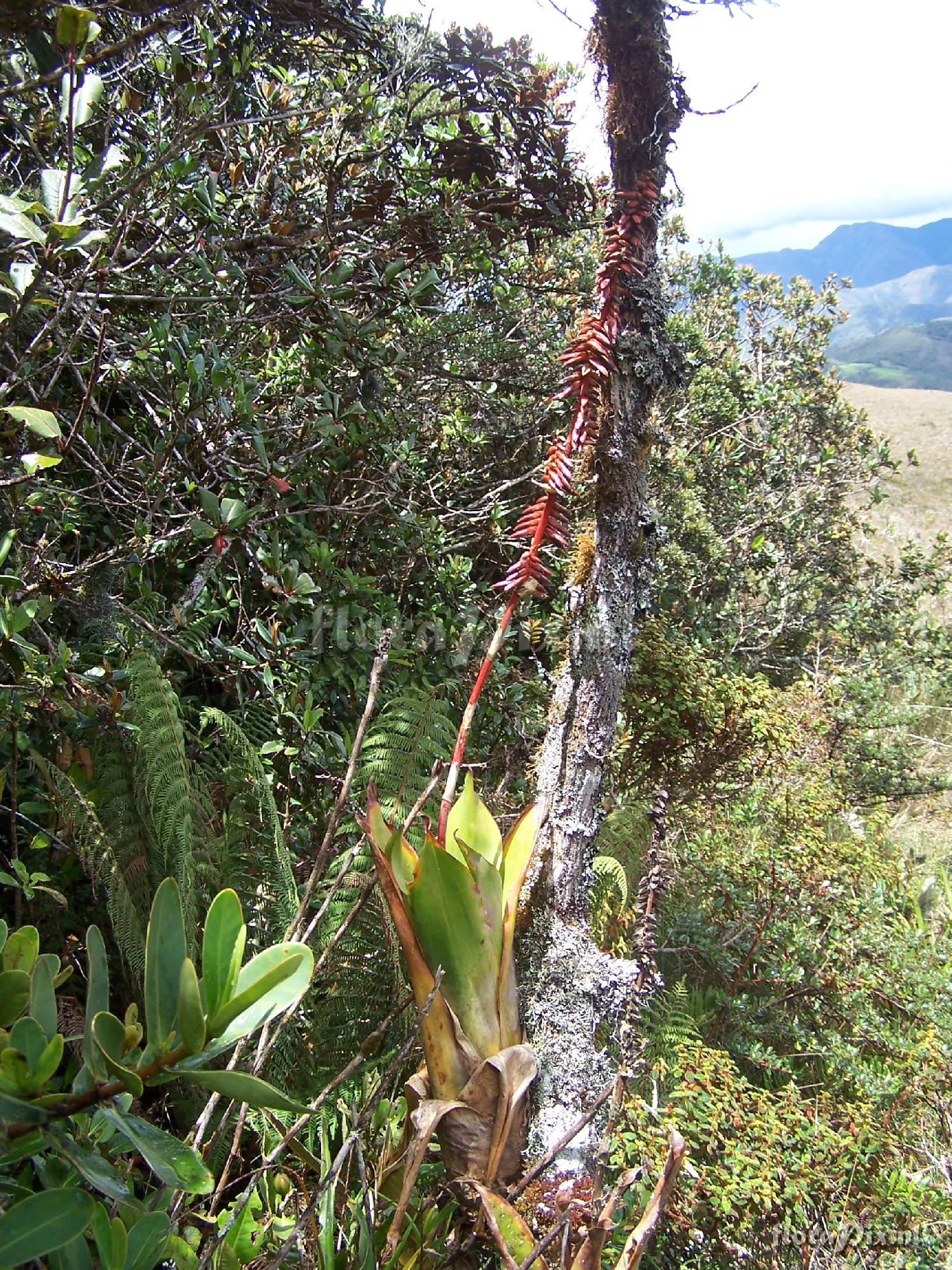 Racinaea cuspidata