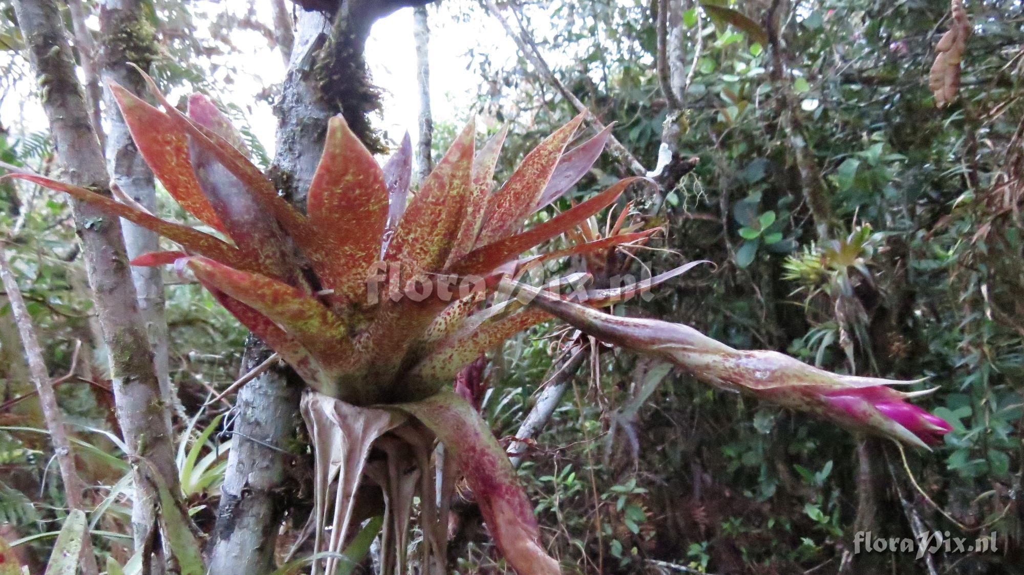 Tillandsia biflora (Colombia)