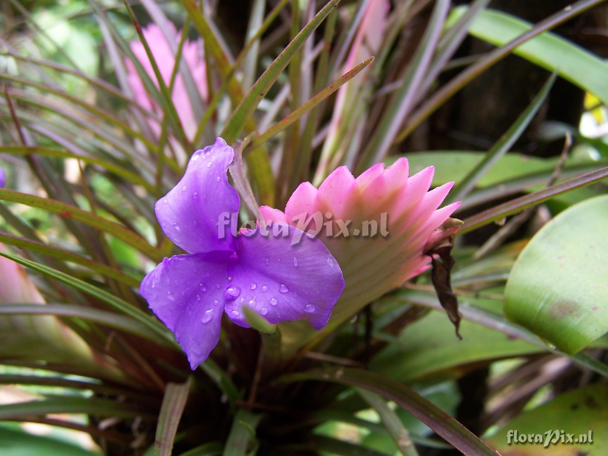 Wallisia cyanea