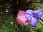 Tillandsia cyanea var. tricolor